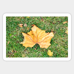 Big "Maple" Leaf Sticker